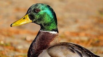 Kachna na pomerančích s tymiánem