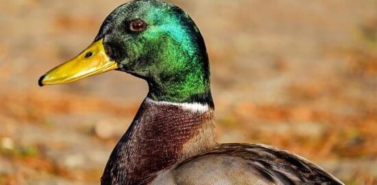 Kachna na pomerančích s tymiánem