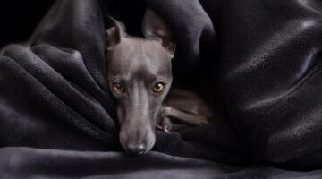 Italský špagety bolognese recept