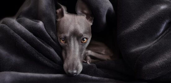 Italský špagety bolognese recept