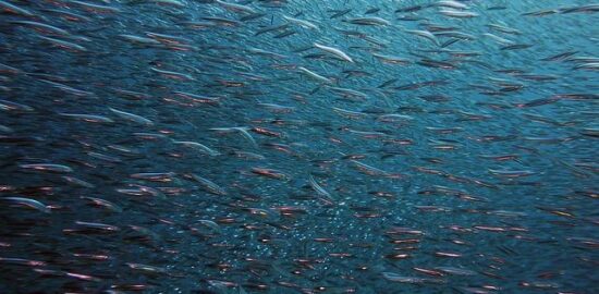 Rybí kimchi rýžové placka