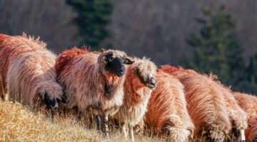Jehněčí kubba soup