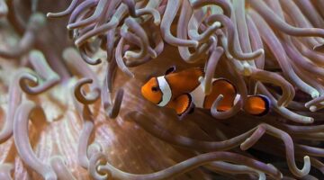 Rybičková pizza s mozzarellou