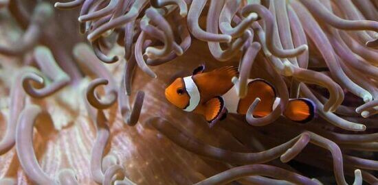 Rybičková pizza s mozzarellou