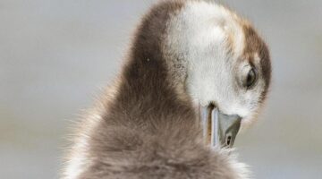 Ta’amiya-egyptské fazole karbanátky