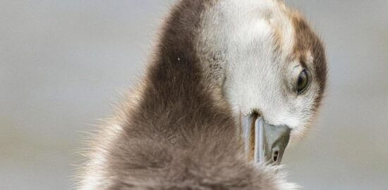 Ta’amiya-egyptské fazole karbanátky