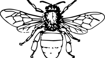 Loubieh bi Zait – irácký fazolek s olivovým olejem