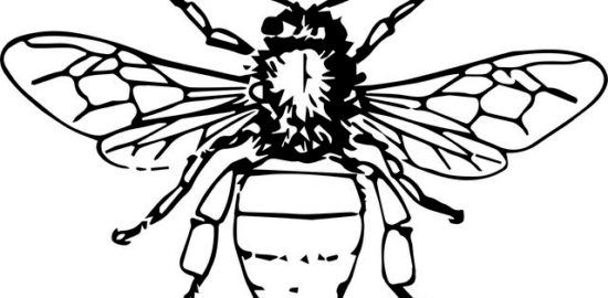 Loubieh bi Zait – irácký fazolek s olivovým olejem