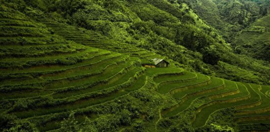 Rýžové kuličky s dušenou zeleninou