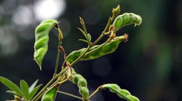 Moong dal rýže s kari