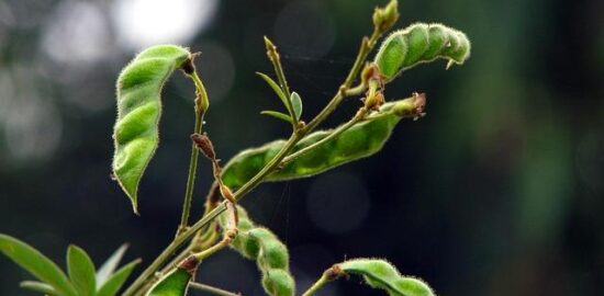 Moong dal rýže s kari
