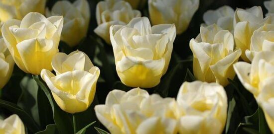 Borščik s květákem a fazolemi