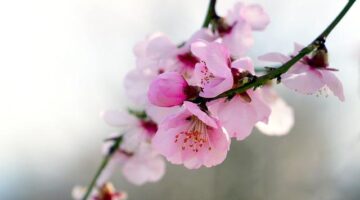 Mandlový tajine s kuřecím masem