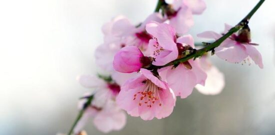 Mandlový tajine s kuřecím masem