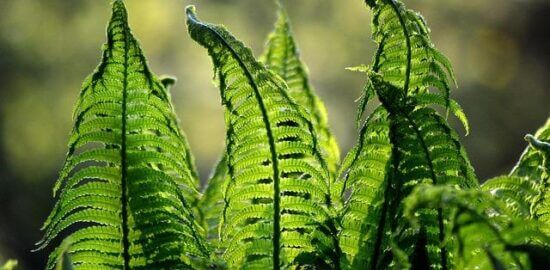 Pochoutkové batáty se zeleninou