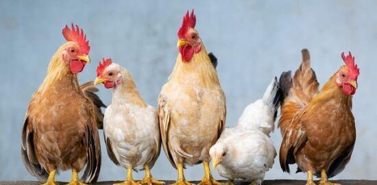 Kuře na mód Coq au Vin