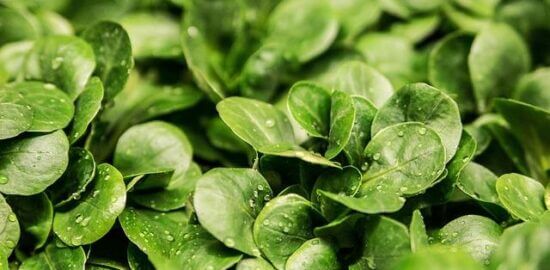 Gado gado salad dressing recipe