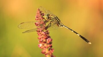 Kebe nabíld, irácká jehněčí placka