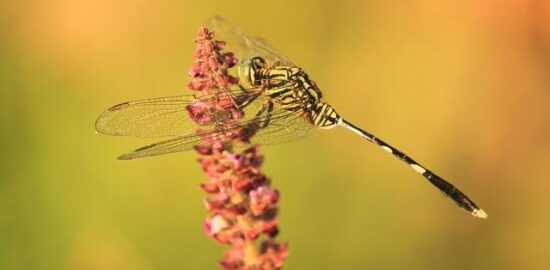 Kebe nabíld, irácká jehněčí placka