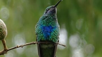 Kolumbijské arepas s guacamole