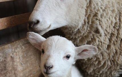 Jehněčí se švestkami a bramborami