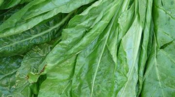 Kanellonni se špenátem a ricottou