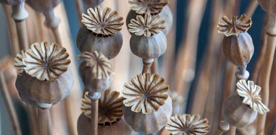 Kokosové lusky na pánvi