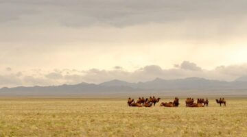 Aloo Gobi s koriandrovou rýží