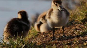 Kachní confit s bramborovým pyré