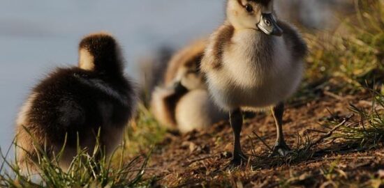 Kachní confit s bramborovým pyré