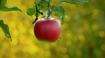 Rajské kuřecí kari s mangem