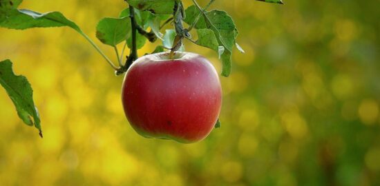 Rajské kuřecí kari s mangem