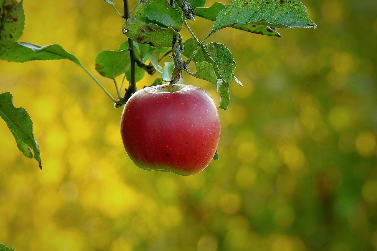 Rajské kuřecí kari s mangem