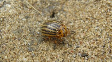 Bramboráky s koprem a vejci