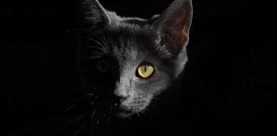 Kočičí hlavy a jablka