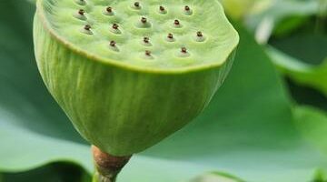 Vaječník s tousty a slaninou