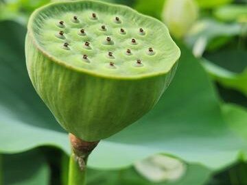 Vaječník s tousty a slaninou