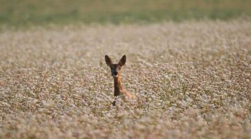 Pohankové placičky s cizrnou a avokádem