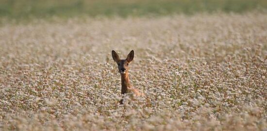 Pohankové placičky s cizrnou a avokádem