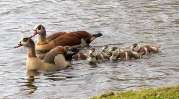 Egyptské kuře s rýží