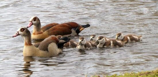 Egyptské kuře s rýží