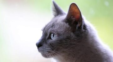 Domácí vepřo-knedlo-zelo