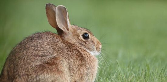 Králičí hřbet na smetaně