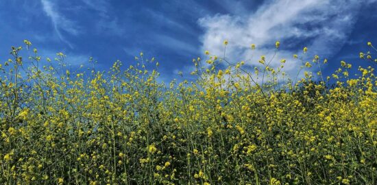 Hořčice miso s rybou