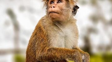 Jihoasijské kuře Tikka Masala