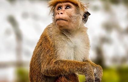 Jihoasijské kuře Tikka Masala