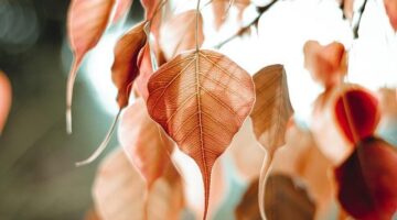 Pho Bo
( Hovězí nudlová polévka )