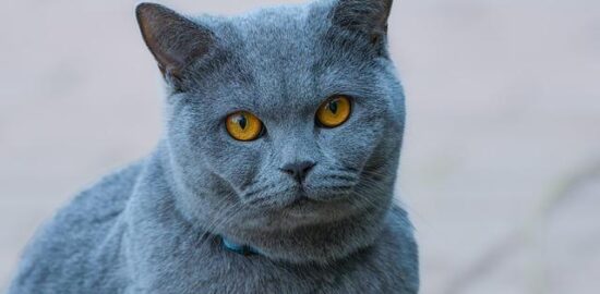 Domácí jablečný chutney recept