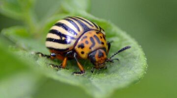 Bramborák bez vajec