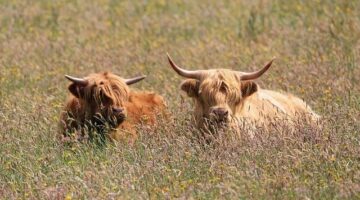 Beef Bourguignon s houbami a cibulí